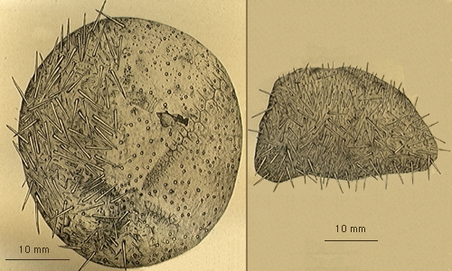 Delopatagus brucei Delopatagus brucei