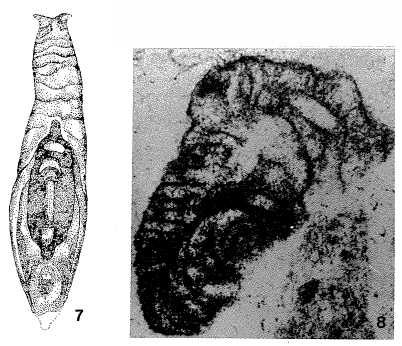 Galeanella expansa Zaninetti, Altiner, Dager & Ducret, 1982