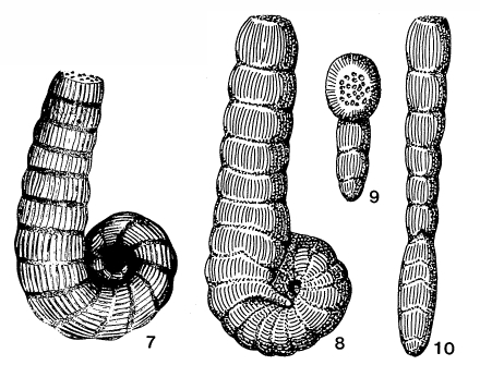 Coscinospira hemprichii Ehrenberg, 1839 Coscinospira hemprichii Ehrenberg, 1839