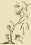 Dendronina arborescens Heron-Allen & Earland, 1922