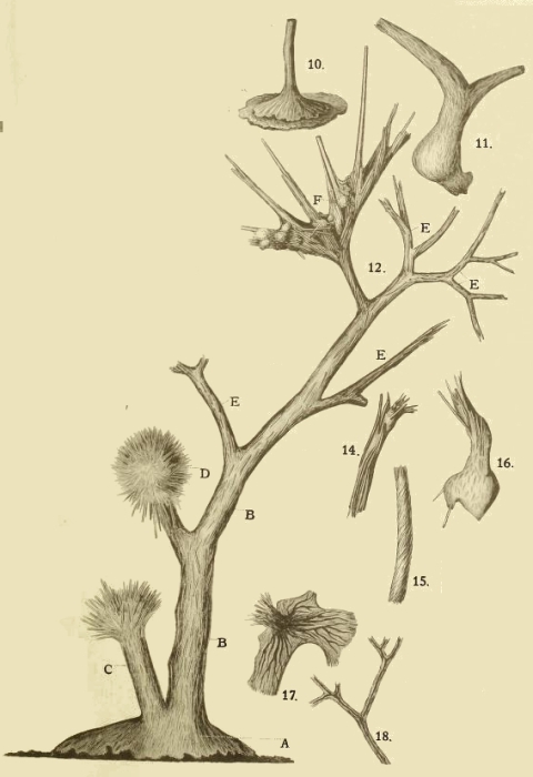 Dendronina arborescens Heron-Allen & Earland, 1922 Dendronina arborescens Heron-Allen & Earland, 1922