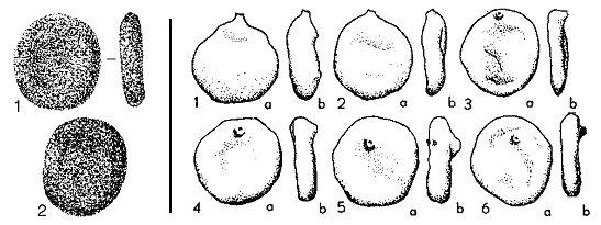 Placentammina placenta (Grzybowski, 1898)