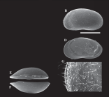 Arctocypris edita Peng, Zhai, Smith, Wang, Guo & Zhu, 2021 - Holotype from original paper