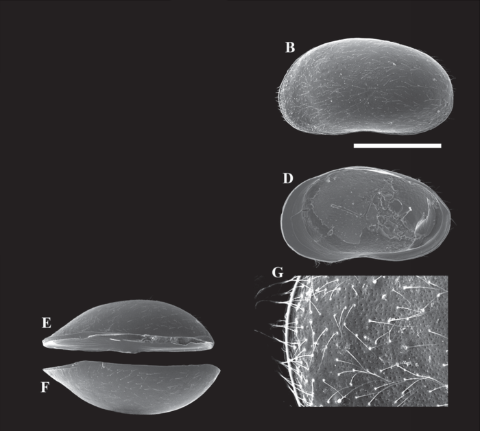 Arctocypris edita Peng, Zhai, Smith, Wang, Guo & Zhu, 2021 - Holotype from original paper