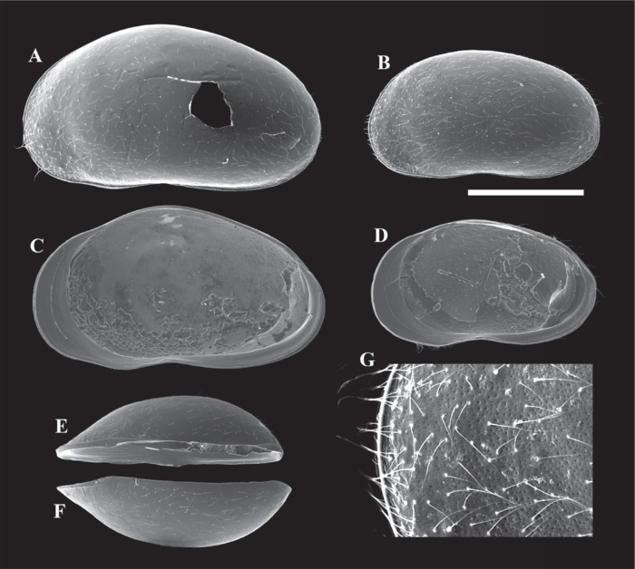 Arctocypris edita Peng, Zhai, Smith, Wang, Guo & Zhu, 2021 SEM valves from original paper