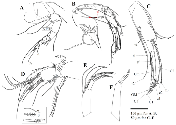 Arctocypris edita Peng, Zhai, Smith, Wang, Guo & Zhu, 2021 - Holotype soft parts from original paper