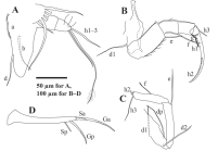 Arctocypris edita Peng, Zhai, Smith, Wang, Guo & Zhu, 2021 - Holotype soft parts from original paper