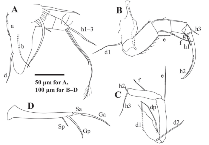 Arctocypris edita Peng, Zhai, Smith, Wang, Guo & Zhu, 2021 soft parts from original paper