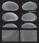 Arctocypris edita Peng, Zhai, Smith, Wang, Guo & Zhu, 2021 SEM valves from original paper