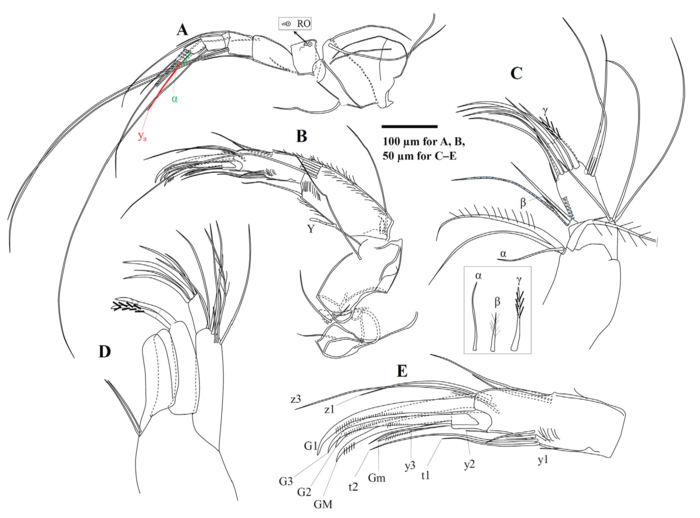 Arctocypris edita Peng, Zhai, Smith, Wang, Guo & Zhu, 2021 soft parts from original paper