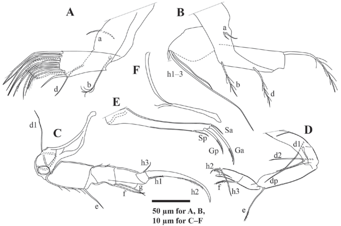 Arctocypris edita Peng, Zhai, Smith, Wang, Guo & Zhu, 2021 soft parts from original paper