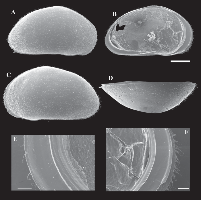 Cypris pubera Müller O. F., 1776 SEM valves image from Peng et al. (2021)