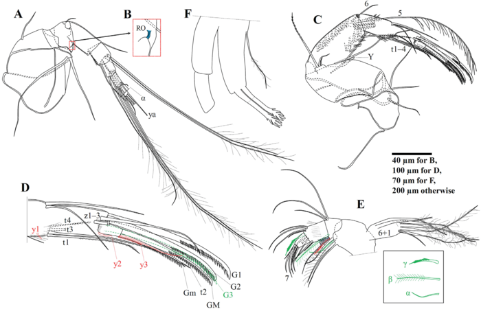 Cypris pubera Müller O. F., 1776 soft parts drawnings from Peng et al. (2021)