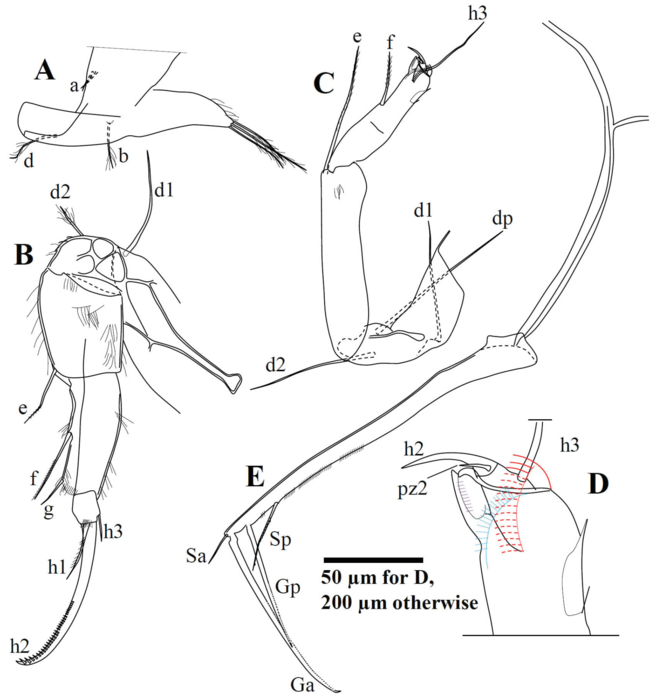Cypris pubera Müller O. F., 1776, soft parts drawnings from Peng et al. (2021)