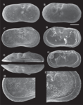 Ilyocypris tibeta Peng, Zhai, Smith, Wang, Guo & Zhu, 2021 — SEM valves image from original paper