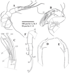 Ilyocypris tibeta Peng, Zhai, Smith, Wang, Guo & Zhu, 2021 — soft parts drawnings from original paper