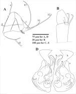 Ilyocypris tibeta Peng, Zhai, Smith, Wang, Guo & Zhu, 2021 — Holotype soft parts drawnings from original paper