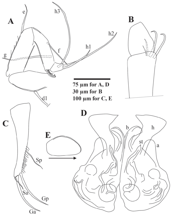 Ilyocypris tibeta Peng, Zhai, Smith, Wang, Guo & Zhu, 2021 — soft parts drawnings from original paper