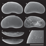 Fabaeformiscandona monticulus Peng, Zhai, Smith, Wang, Guo & Zhu, 2021 — SEM valves image from original paper