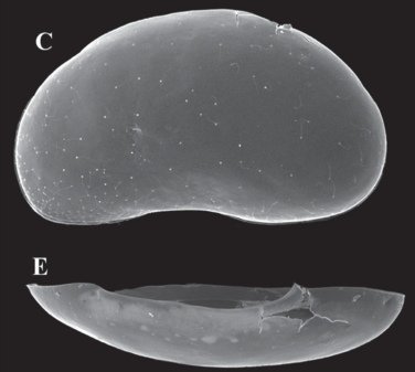 Fabaeformiscandona monticulus Peng, Zhai, Smith, Wang, Guo & Zhu, 2021 — Holotype from original paper
