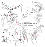 Fabaeformiscandona monticulus Peng, Zhai, Smith, Wang, Guo & Zhu, 2021 — soft parts drawnings from original paper