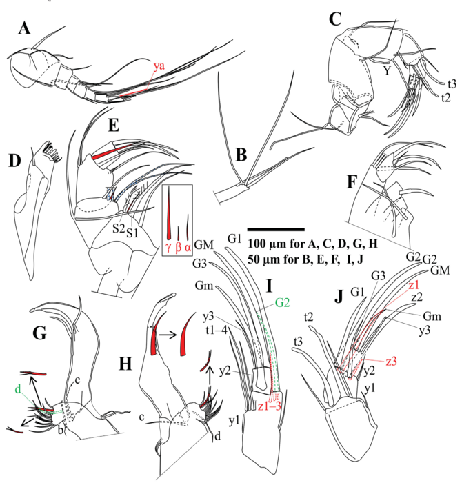 Fabaeformiscandona monticulus Peng, Zhai, Smith, Wang, Guo & Zhu, 2021 — soft parts drawnings from original paper