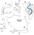 Fabaeformiscandona monticulus Peng, Zhai, Smith, Wang, Guo & Zhu, 2021 — soft parts drawnings from original paper