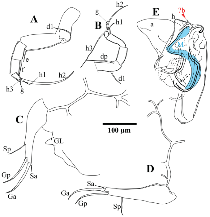 Fabaeformiscandona monticulus Peng, Zhai, Smith, Wang, Guo & Zhu, 2021 — soft parts drawnings from original paper