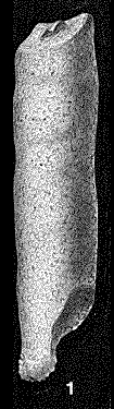 Bathysiphon arenaceus Cushman, 1927 Bathysiphon arenaceus Cushman, 1927