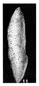 Psammosiphonella aetheria Saidova, 1970 Psammosiphonella aetheria Saidova, 1970