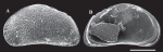 Potamocypris variegata (Brady & Norman, 1889) — SEM valves image from Peng et al. (2021)