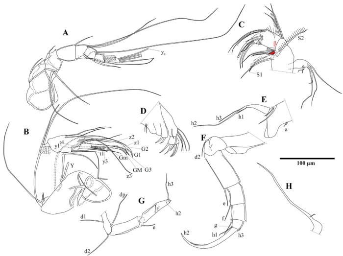 Potamocypris variegata (Brady & Norman, 1889) — soft parts drawnings from Peng et al. (2021)