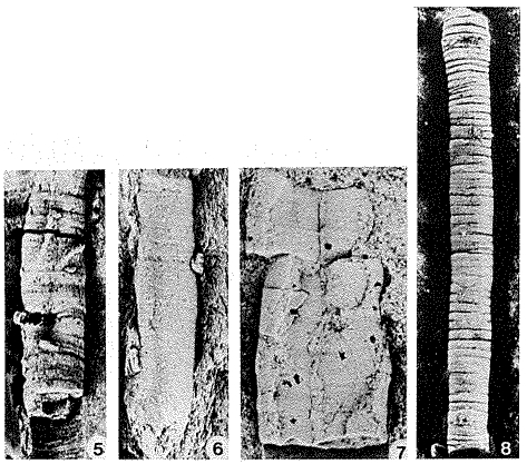 Platysolenites antiquissimus Eichwald, 1860