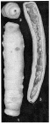 Hippocrepinella hirudinea Heron-Allen & Earland, 1932