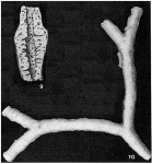 Schizammina labyrinthica Heron-Allen & Earland, 1929