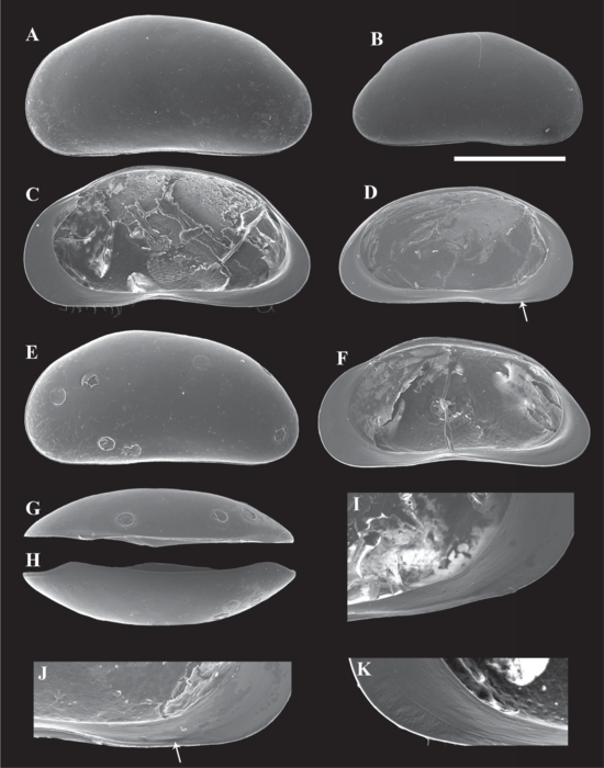 Tonnacypris estonica (Järvekülg, 1960) — SEM valves image from Peng et al. (2021)