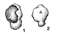 Anictosphaera progressa McClellan, 1973 Anictosphaera progressa McClellan, 1973