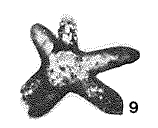 Pseudastrorhiza silurica Eisenack, 1932 Pseudastrorhiza silurica Eisenack, 1932