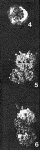 Psammophax consociata Rhumbler, 1931