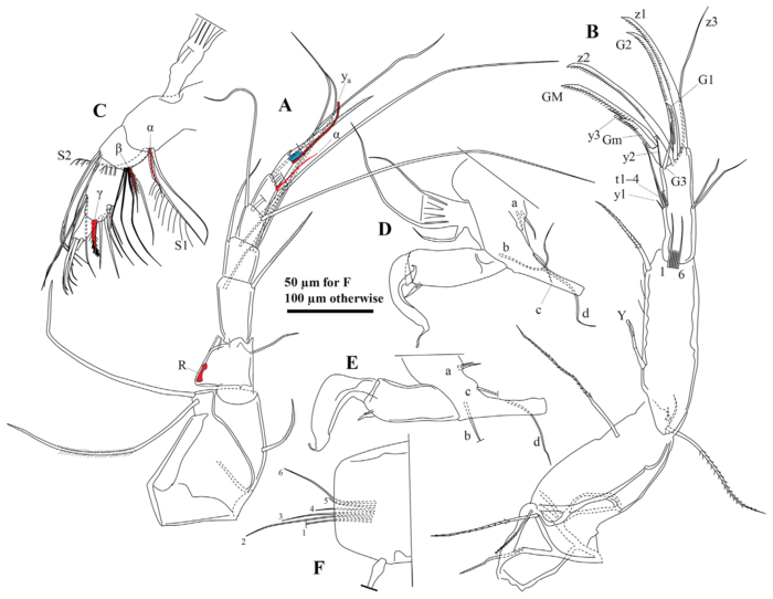 Tonnacypris estonica (Järvekülg, 1960) — soft parts drawnings from Peng et al. (2021)