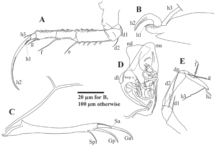 Tonnacypris estonica (Järvekülg, 1960) — soft parts drawnings from Peng et al. (2021)