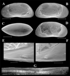 Tonnacypris tonnensis (Diebel & Pietrzeniuk, 1975) — SEM valves images from Meeren et al. (2009)