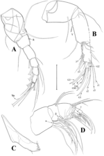 Tonnacypris tonnensis (Diebel & Pietrzeniuk, 1975) — soft parts drawnings from Meeren et al. (2009)
