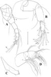 Tonnacypris tonnensis (Diebel & Pietrzeniuk, 1975) — soft parts drawnings from Meeren et al. (2009)