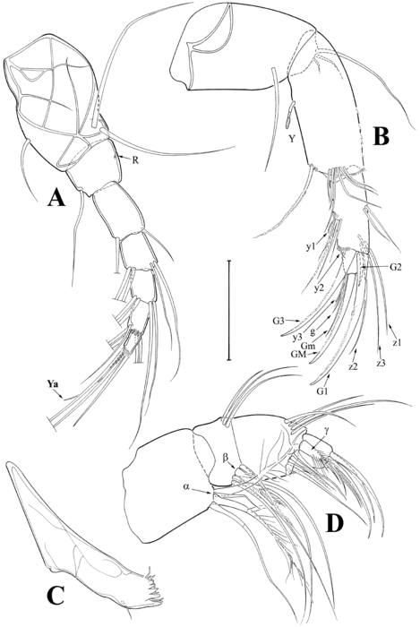 Tonnacypris tonnensis (Diebel & Pietrzeniuk, 1975) — soft parts drawnings from Meeren et al. (2009)