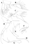 Tonnacypris tonnensis (Diebel & Pietrzeniuk, 1975) — soft parts drawnings from Meeren et al. (2009)