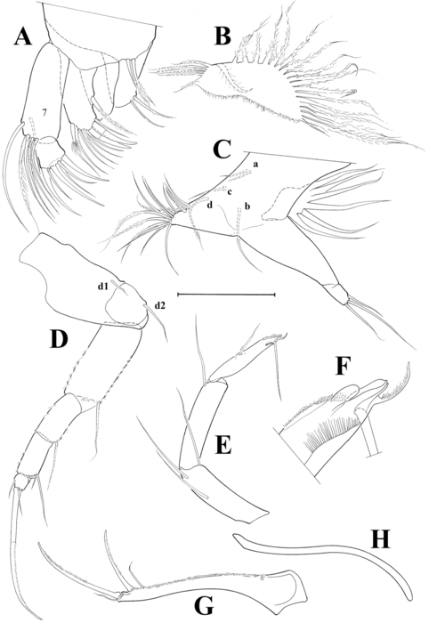 Tonnacypris tonnensis (Diebel & Pietrzeniuk, 1975) — soft parts drawnings from Meeren et al. (2009)