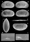 Tonnacypris edlundi Meeren, Khand & Martens, 2009 — SEM valves image from original paper