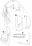 Tonnacypris edlundi Meeren, Khand & Martens, 2009 — soft parts drawnings from original paper