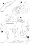 Tonnacypris edlundi Meeren, Khand & Martens, 2009 — soft parts drawnings from original paper